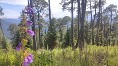 Penstemon gentianoides