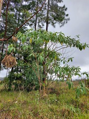 Solanum granulosoleprosum