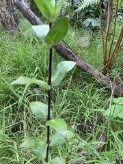 Kadua centranthoides