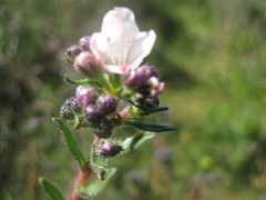 Lobostemon capitatus