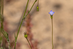 Wahlenbergia gracilis