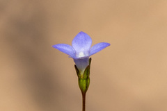 Wahlenbergia gracilis