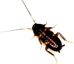 Periplaneta fuliginosa