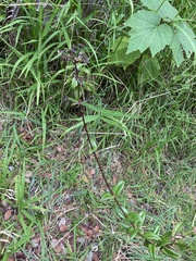 Kadua centranthoides