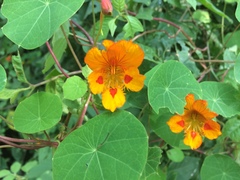 Tropaeolum minus