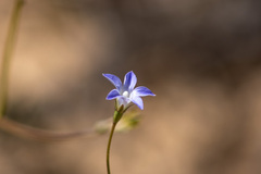 Wahlenbergia gracilis