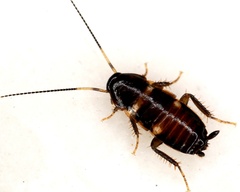 Periplaneta fuliginosa