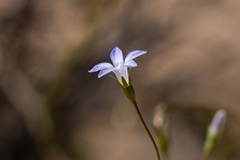Wahlenbergia gracilis
