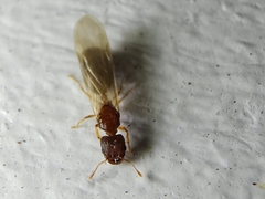 Pheidole parva
