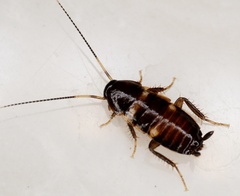 Periplaneta fuliginosa