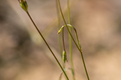 Wahlenbergia gracilis