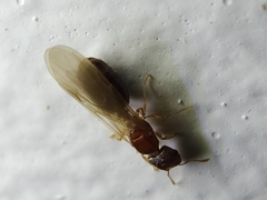 Pheidole parva