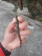 Phyllodactylus darwini