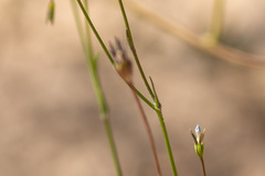 Wahlenbergia gracilis