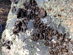 Umbilicaria muhlenbergii