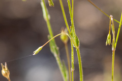 Wahlenbergia gracilis
