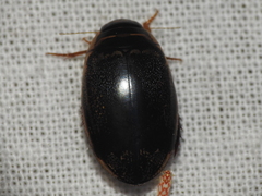 Thermonectus basillaris basillaris