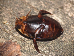 Thermonectus basillaris basillaris