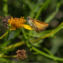 Copaeodes aurantiaca