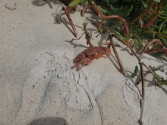 Ocypode gaudichaudii