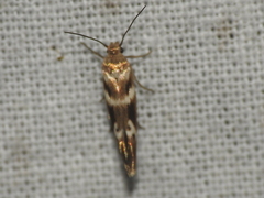 Scythris trivinctella