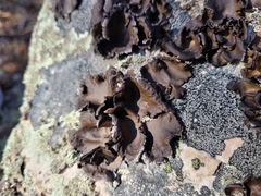 Umbilicaria muhlenbergii