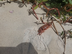 Ocypode gaudichaudii