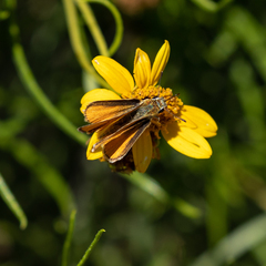 Copaeodes aurantiaca