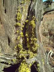 Letharia