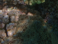 Euphyllia glabrescens