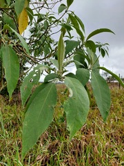 Solanum granulosoleprosum