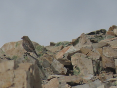 Leucosticte australis