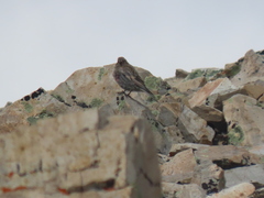 Leucosticte australis