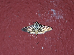 Spilomela