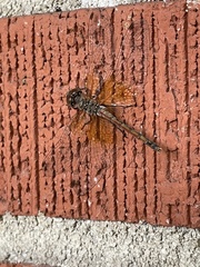 Sympetrum semicinctum
