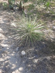 Yucca constricta