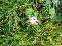 Trifolium amabile