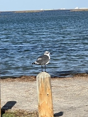 Leucophaeus atricilla