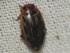 Coptotomus