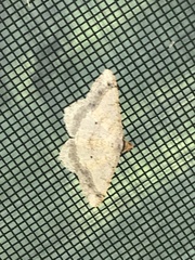 Psamatodes abydata