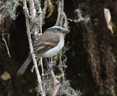 Ochthoeca rufipectoralis