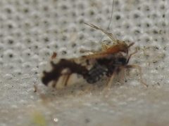 Liburniella ornata