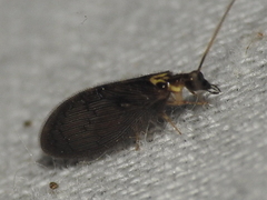 Sympherobius occidentalis