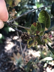 Callirhytis serricornis