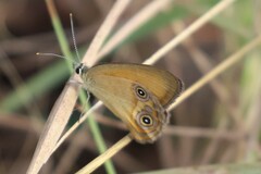 Hypocysta adiante