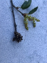 Callirhytis serricornis