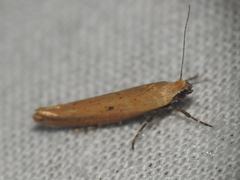 Ypsolopha
