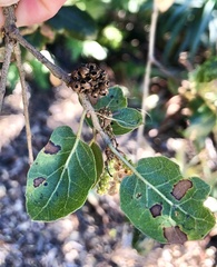 Callirhytis serricornis