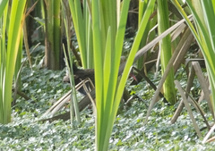 Rallus semiplumbeus