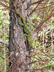 Anolis barahonae